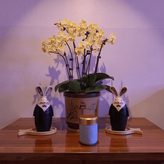 Celadon Porcelain Stash Jar – Light Green Ceramic Herb Storage Containerlight green celadon porcelain stash jar with rabbit - shaped planters on a wooden surface.