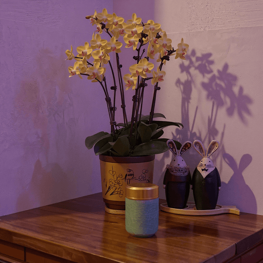 Smooth Green Celadon Porcelain Stash Jara smooth green celadon porcelain stash jar on surface with decorative items against a purple wall.